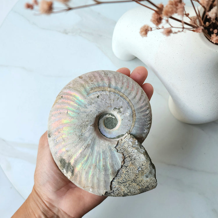 Ancient Ammonite Fossil