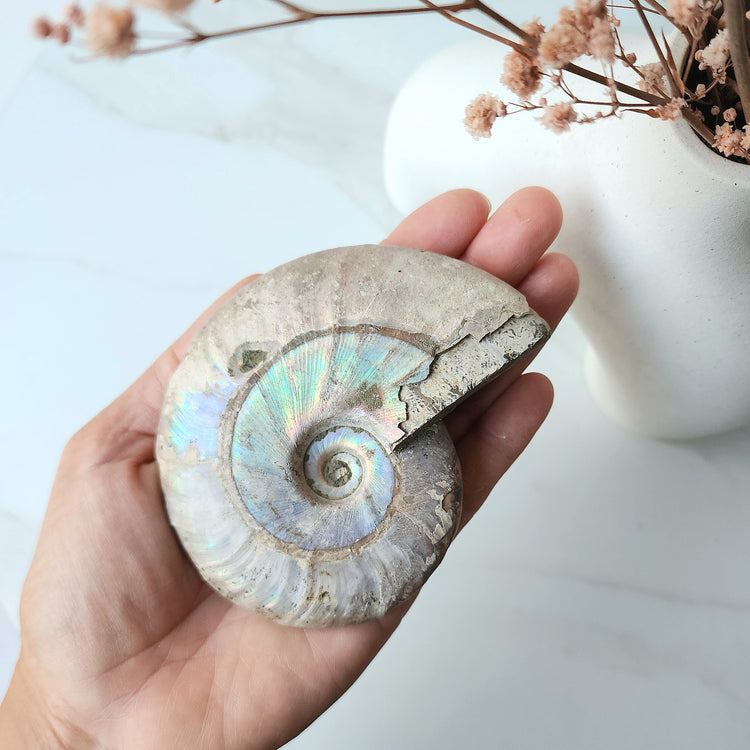 Ancient Ammonite Fossil