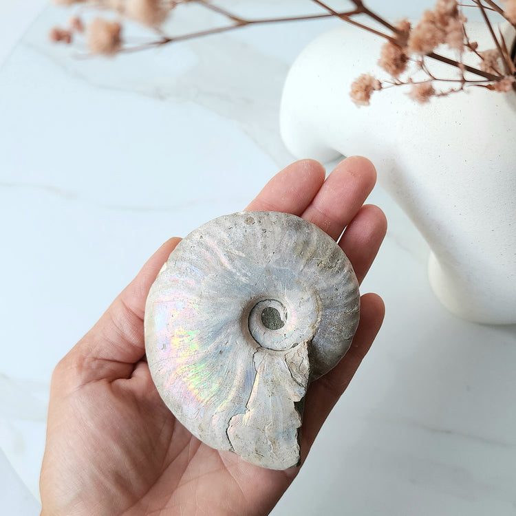 Ancient Ammonite Fossil