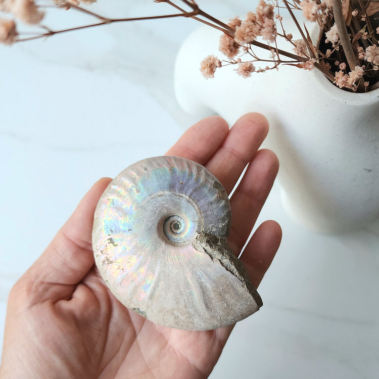 Ancient Ammonite Fossil