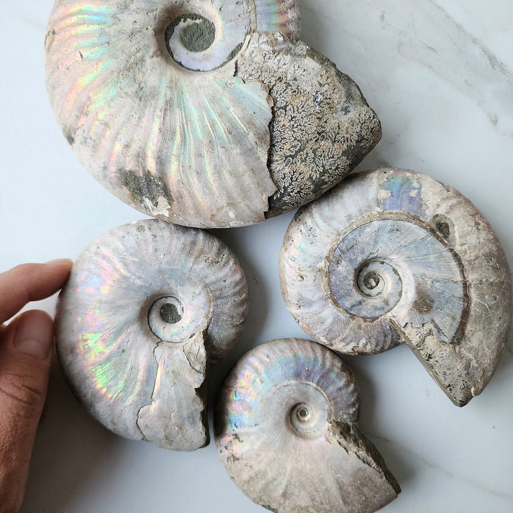 Ancient Ammonite Fossil